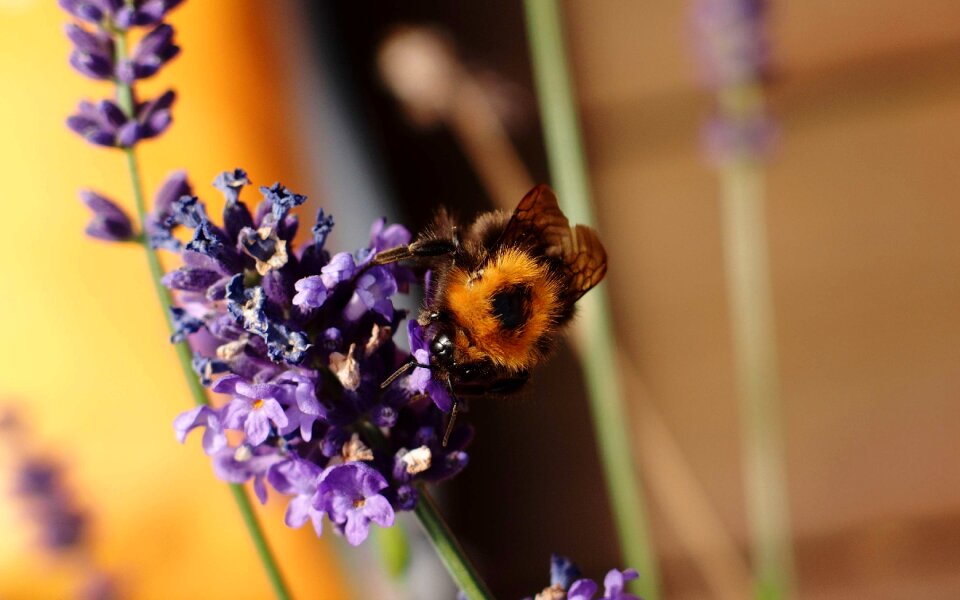 Insect animal violet