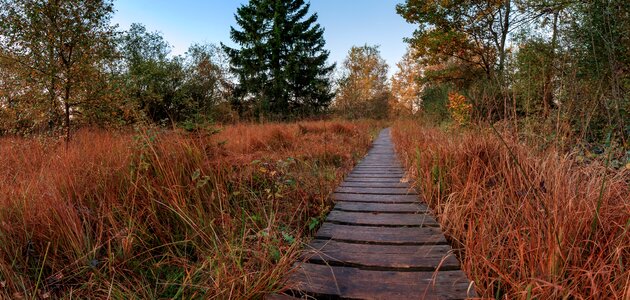 Moor forest swampy photo