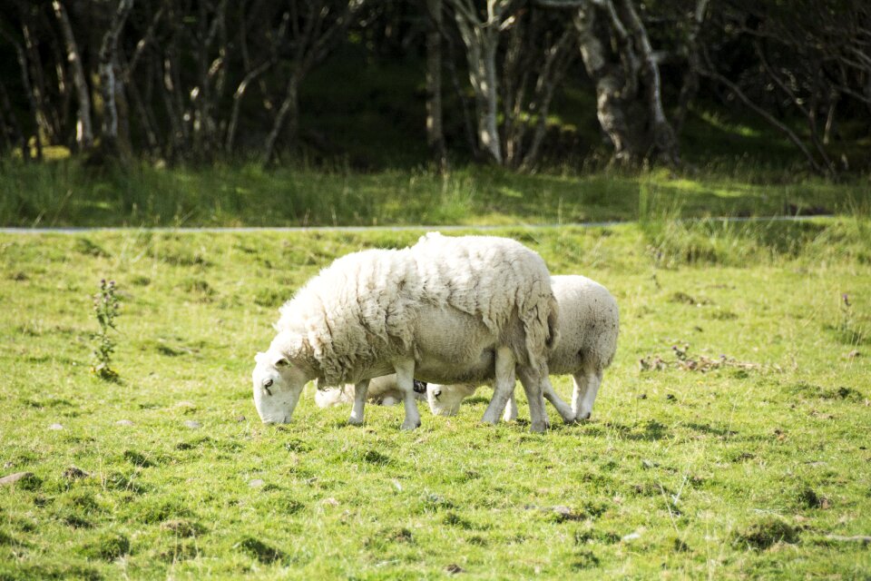 Sheepskin animal animals