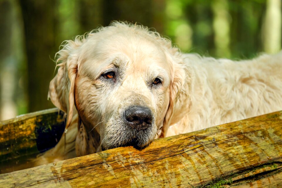 Male old purebred dog