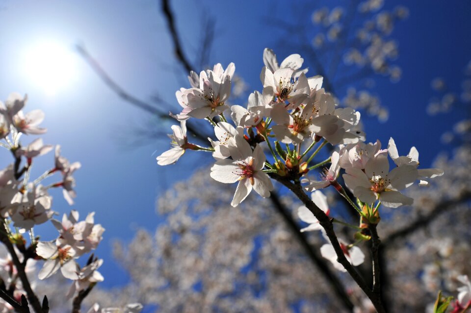 Spring blue sky sun