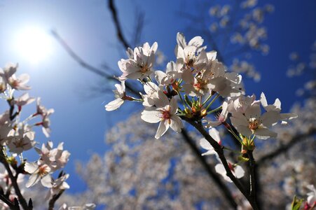 Spring blue sky sun