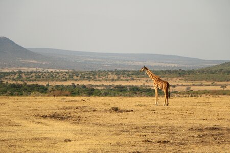 Wildlife travel giraffe photo