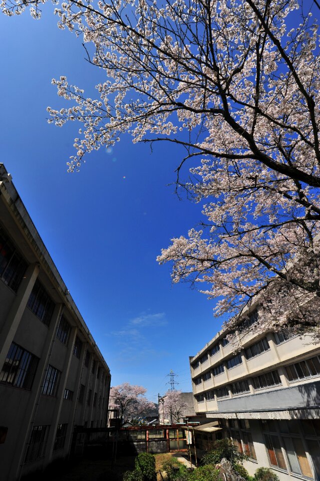 Cherry blossoms blue sky closed school building