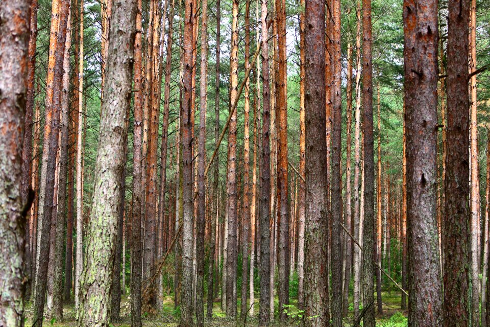 Needles spruce tree