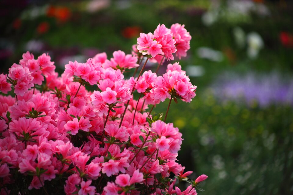 Republic of korea flower still life