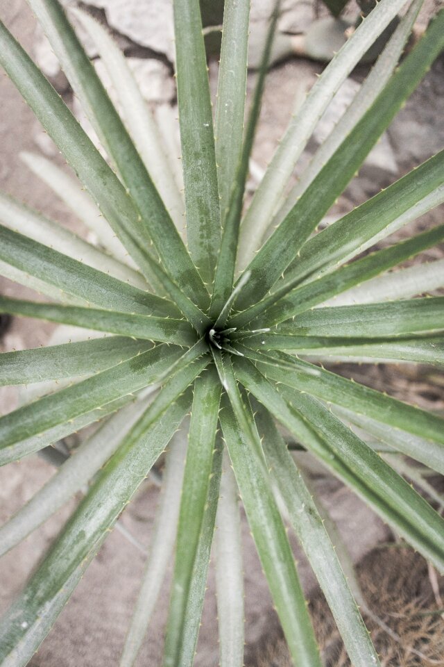 Plant nature outdoor