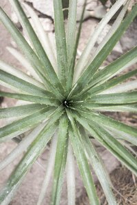 Plant nature outdoor