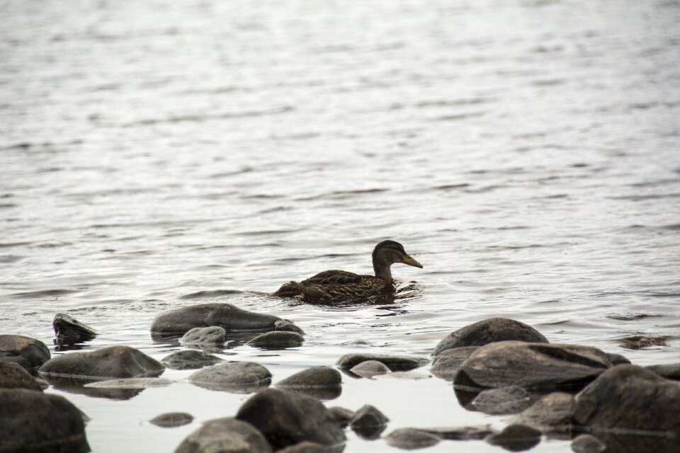 Animal water bird bird photo