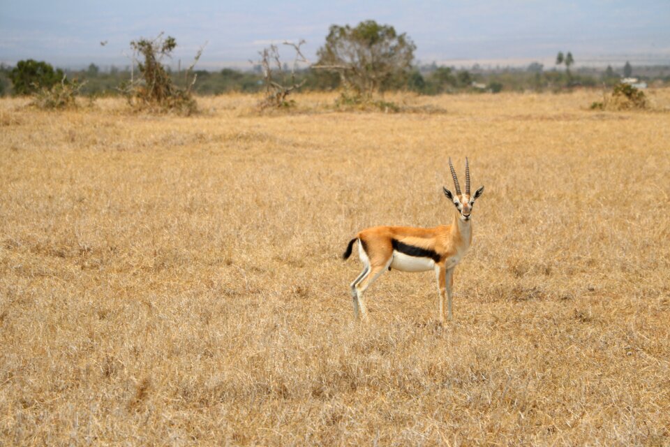 Nature grass animal