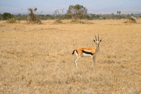 Nature grass animal