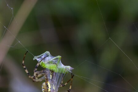 Caught cobweb prey photo