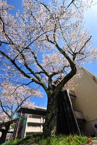 Cherry blossoms blue sky closed school building