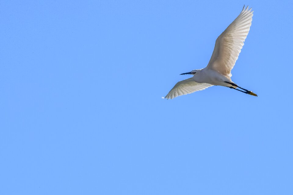 Wildlife flying flight