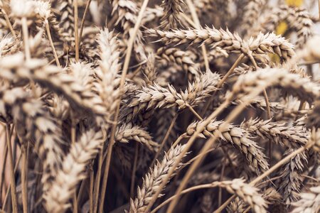 Cereal grain brown wheat