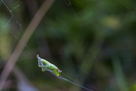 Caught cobweb prey