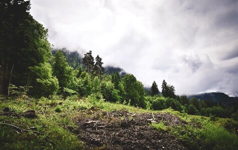 Plant nature outdoor photo