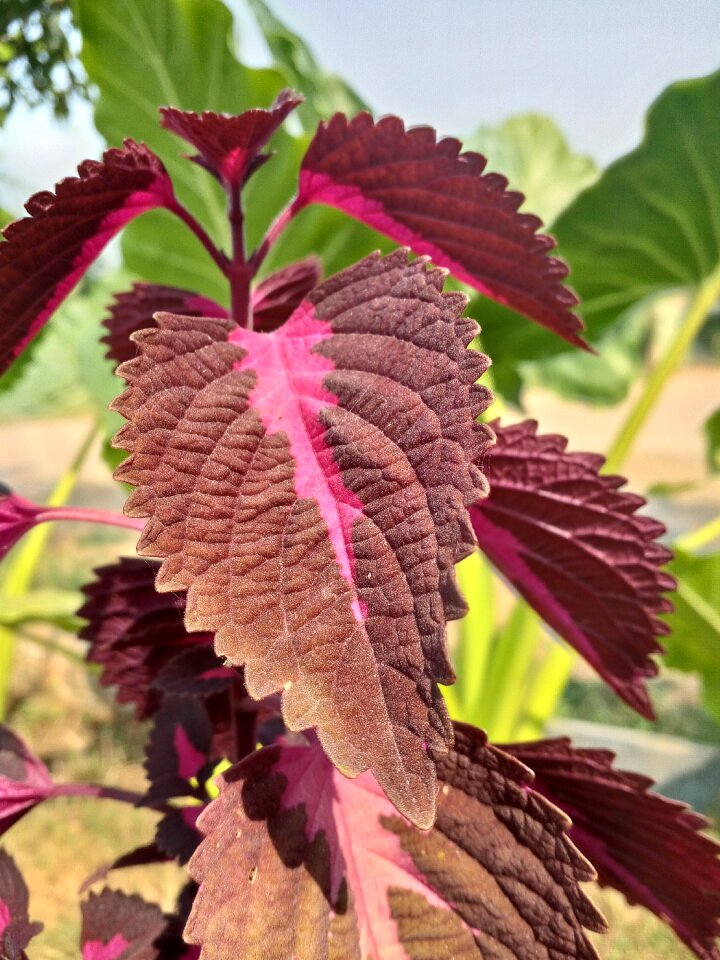 Purple pink plant