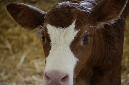 Small calf baby