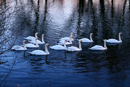 Winter bird nature photo