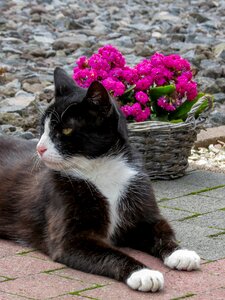 Beautiful white mask white paws