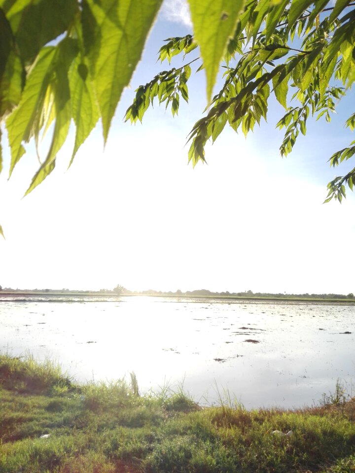 Agriculture outdoor sunlight