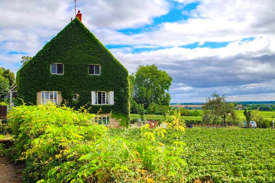 Vine garden landscape