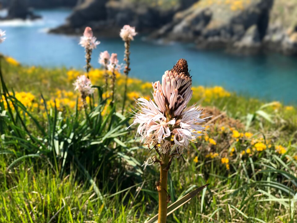 Flower coast brittany