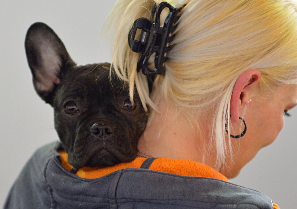 Cute pet photography quadruped photo