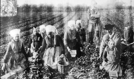 045 Cueillette des fraises à Plougastel vers 1900