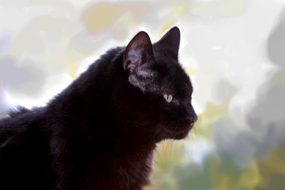 Breed cat beautiful pride