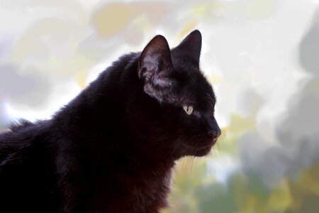 Breed cat beautiful pride