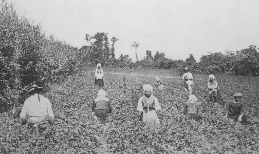 044 Plougastel Cueillette des fraises vers 1900 photo