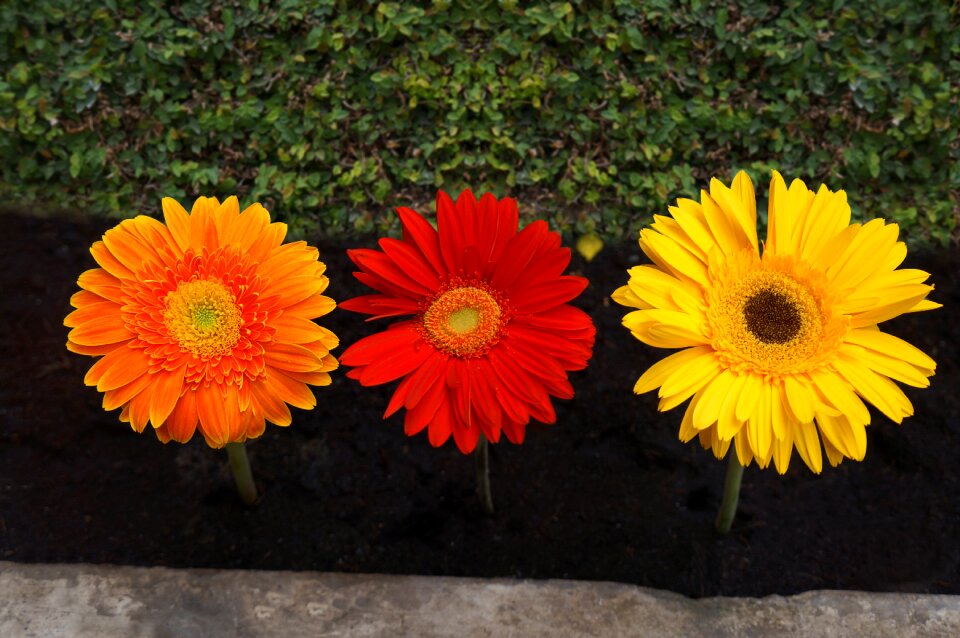 Red orange background images