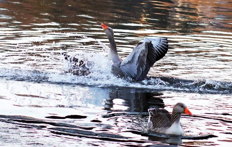 Bird nature animal world
