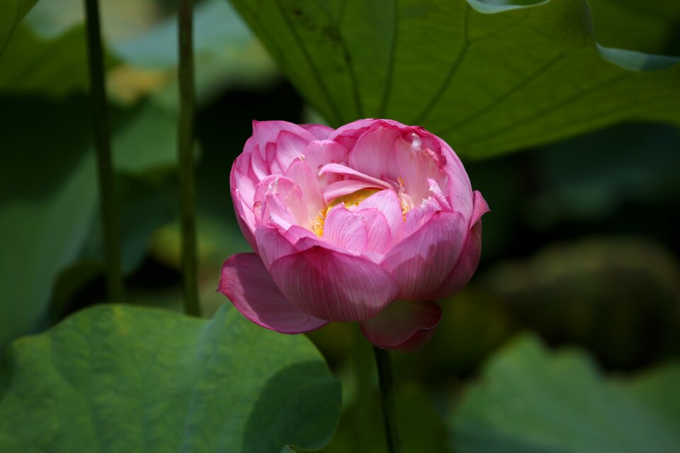 Flower lotus taiwan