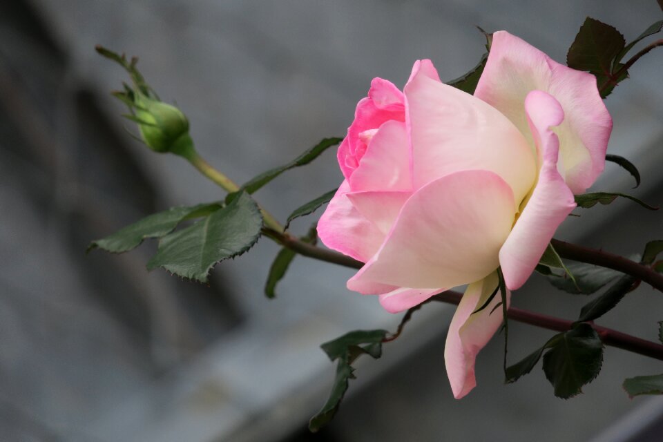Petal flower's beautiful