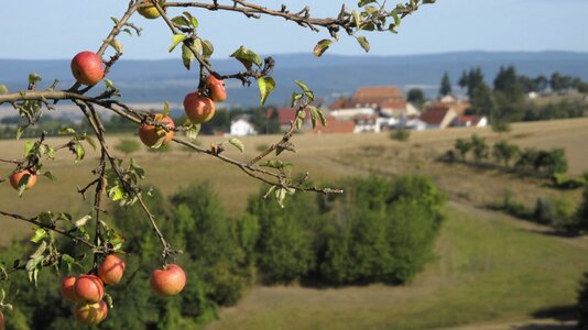Fruit agriculture apple