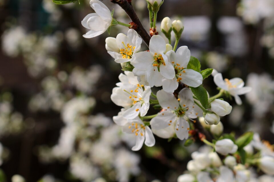 Spring flowering trees branch
