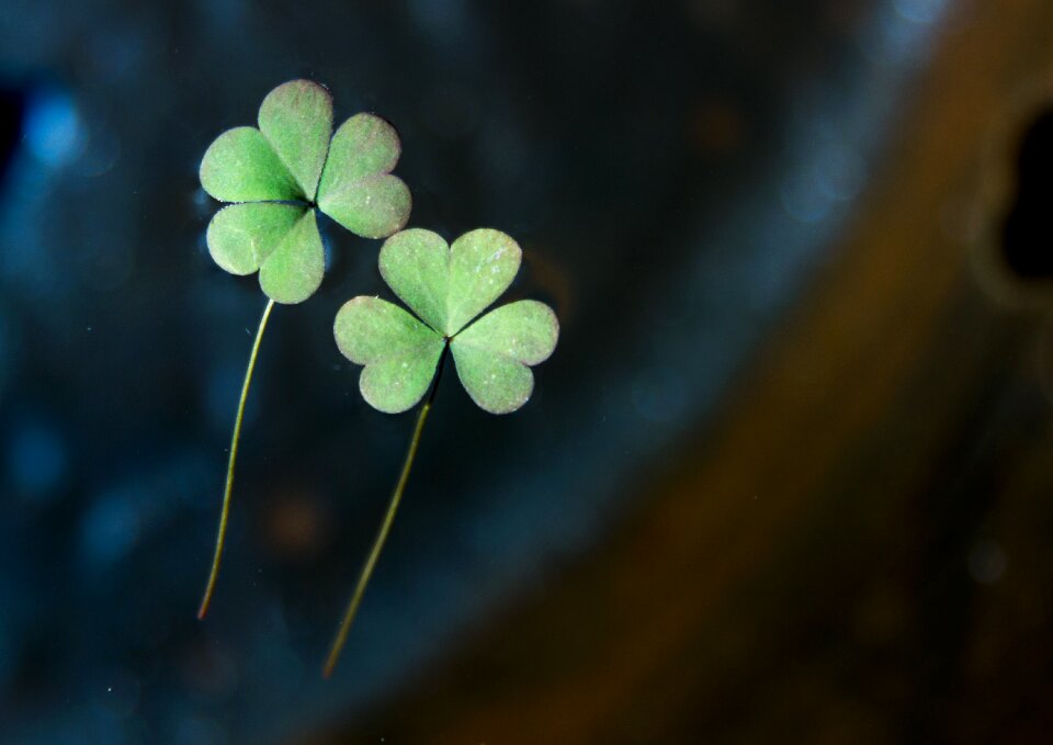 Leaf abstract green