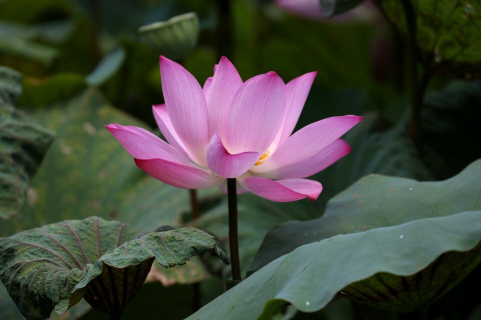 Flower lotus taiwan