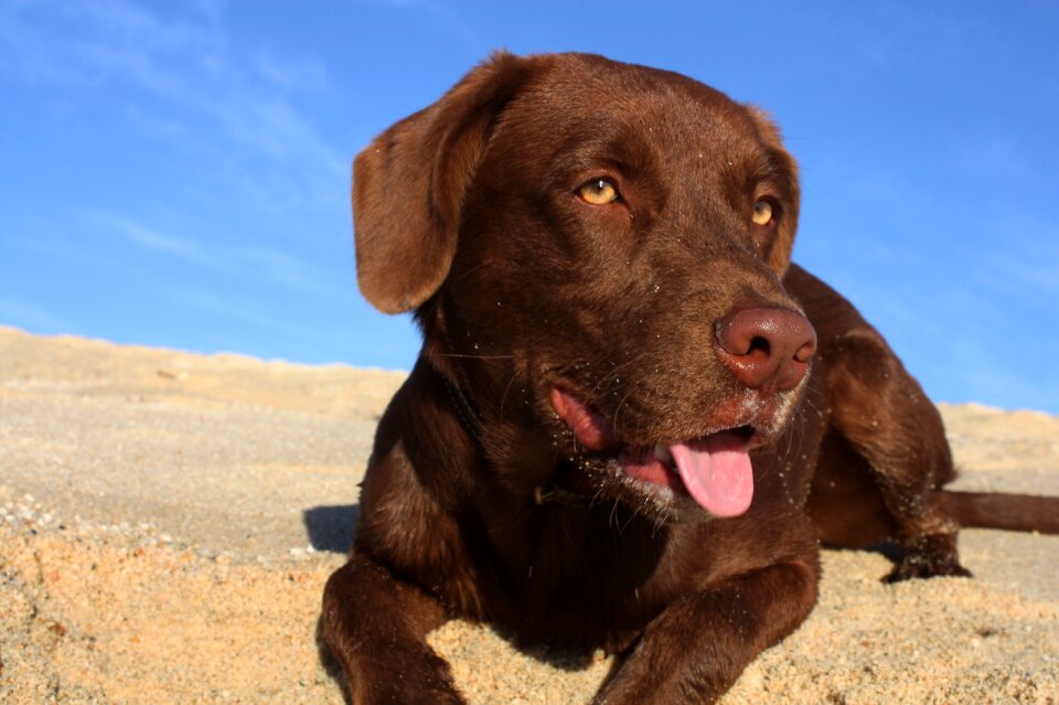 Labrador cute domestic