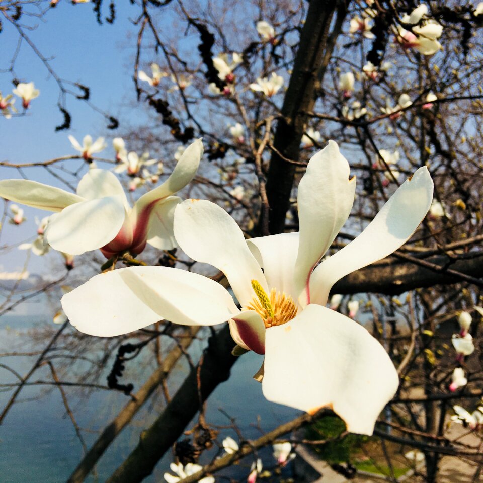 Nature tree magnolia