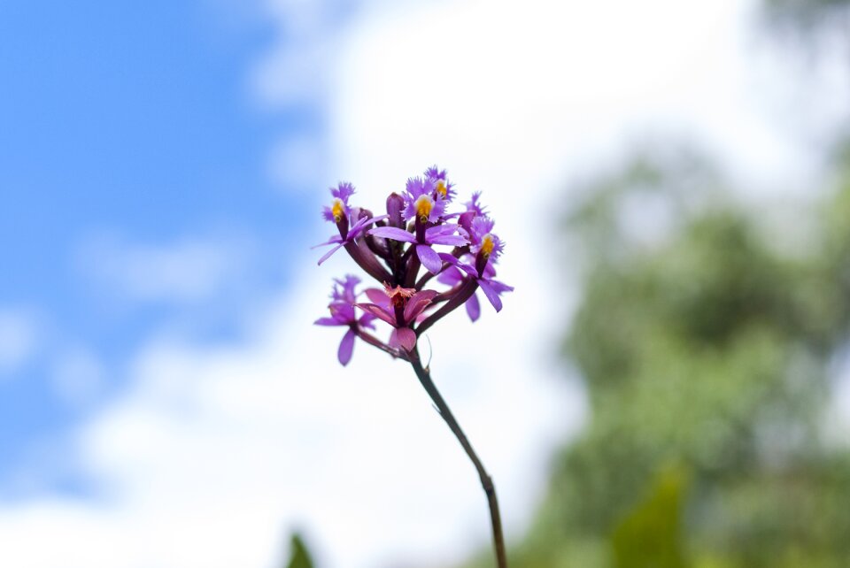 Plant summer garden