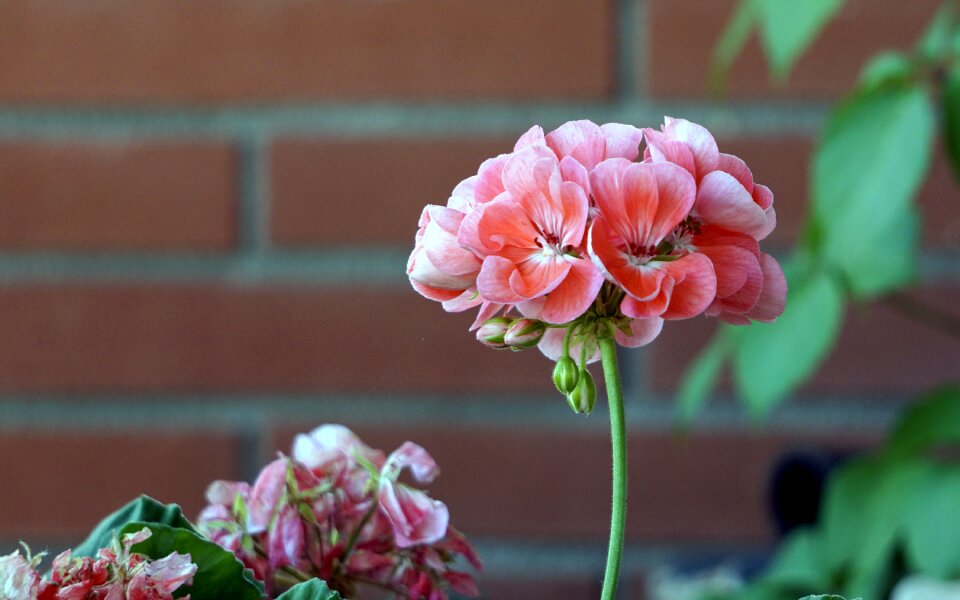 Garden spring rosa