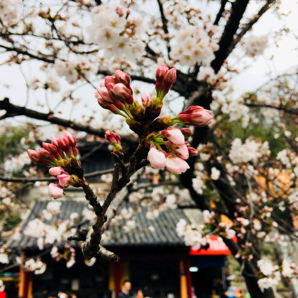 Branch plant cherry blossom