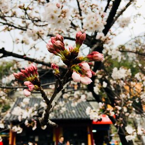 Branch plant cherry blossom