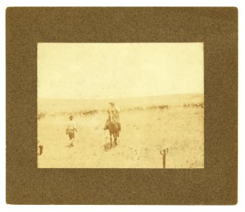 08796u Snaking in a calf
