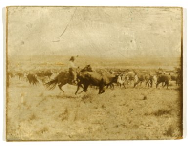 08790u Cutting out from the herd