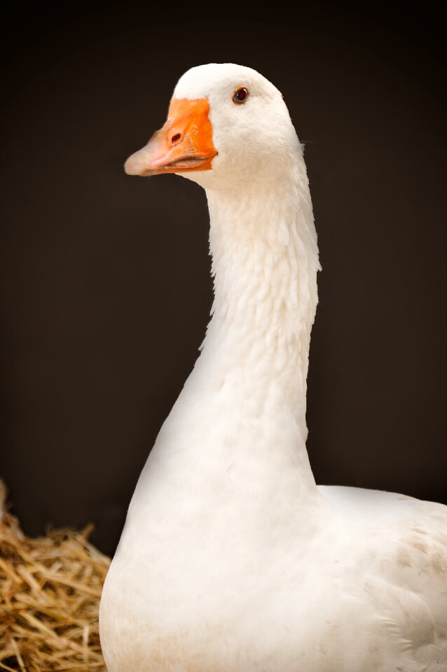 Bird animal bill
